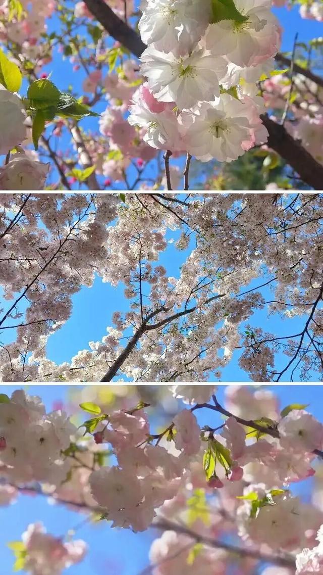 惊艳整个春天，河南樱花地图上新！