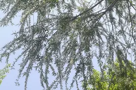 毛毛毛！临沂飘絮飞舞,有市民“全副武装”出门图片