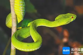 海南周刊 | 蛇年，来跟它们打个招呼吧图片