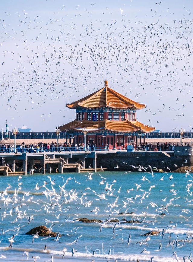 十大主题活动上线！这个冬天，鸥遇青岛！