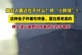 烟台人最近在干什么？抓“小胖孩”！这种虫子炸着吃喷香，蛋白质老高的，晚上漫山遍野闪烁着抓它的手电光图片