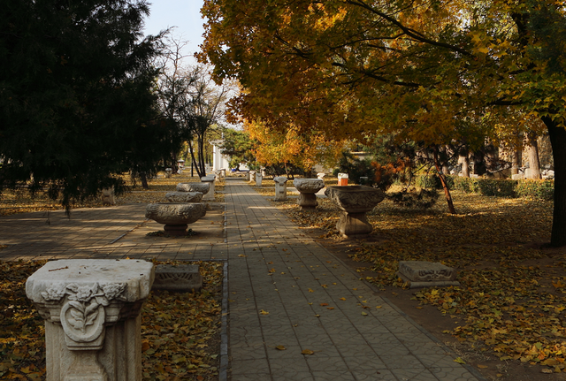 再见十月的圆明园！在时光褶皱里寻秋日诗韵。