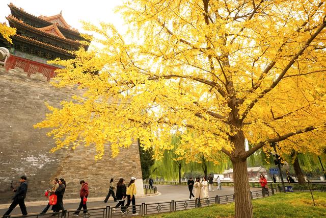 故宫筒子河畔，秋色醉人