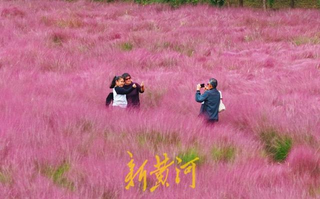 滨州喜鹊湖：秋日粉黛，如梦花海