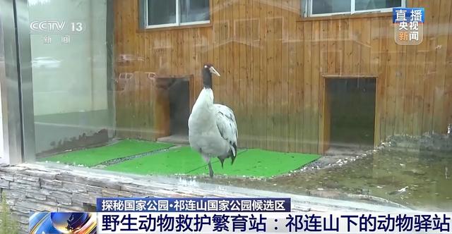 祁连山国家公园如何守护高原精灵？记者探秘→