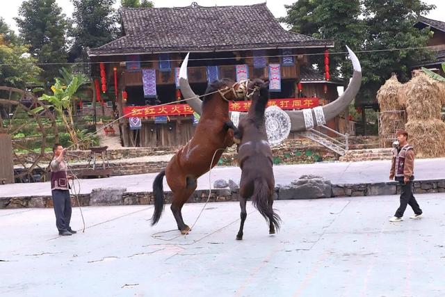 斗马招婿！来看看成为合格的融水苗族女婿需要几步？