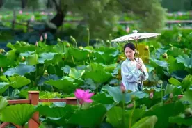 赏荷，吃藕，来洪湖就对了！图片