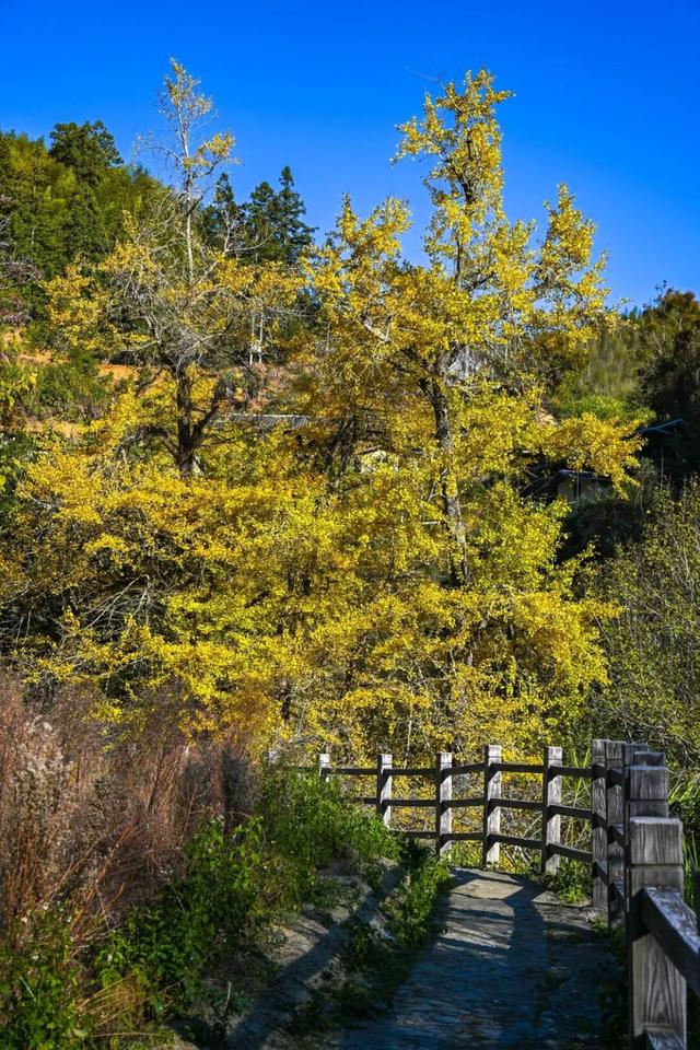 现存数量最多！赏银杏就来珠峰村