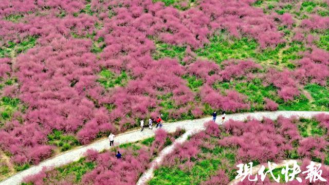 @南京人，江边这片“粉色海洋”等你打卡