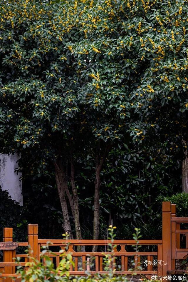 秦淮花事 | 秋日限定！在秦淮，与一场桂花雨不期而遇→