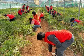 江西赣县：志愿服务到田间 拔草助农暖人心图片