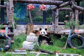 大熊猫丫丫迎来24岁本命年生日图片