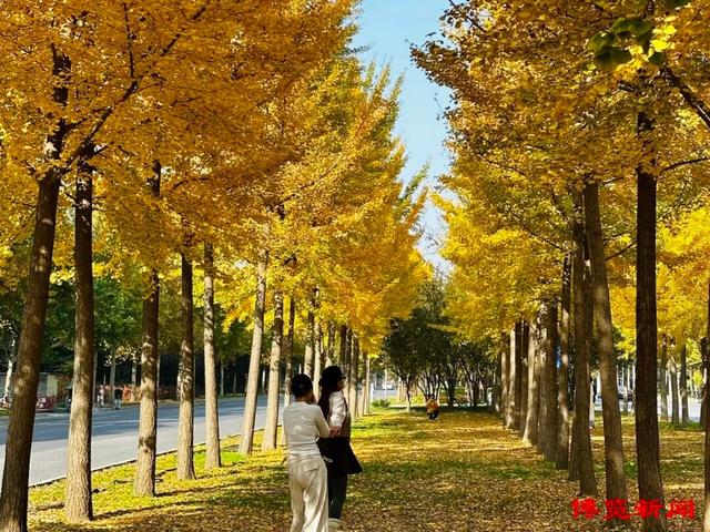 满目金黄！淄博银杏长廊美出圈