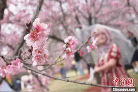 上海：早樱绽放 繁花似锦图片