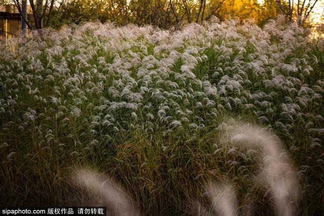 一眼心动！周末邂逅北京芦花漫舞，超有秋日feel~