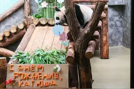 首只在俄出生大熊猫“喀秋莎”迎来周岁生日图片