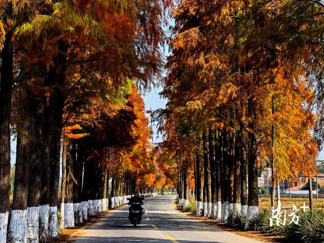 这条始兴冬日风景路，值得专程去一趟