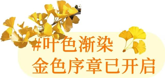 浮来山银杏树，即将迎来最佳观赏期！就自周末起！