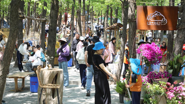 沂蒙山云蒙景区国庆举办首届菊展，“精灵山谷”常态化演艺开演