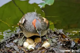 破壳而出！广州荔湾湖小䴙䴘妈妈每天在孵蛋，摄影师全程记录图片