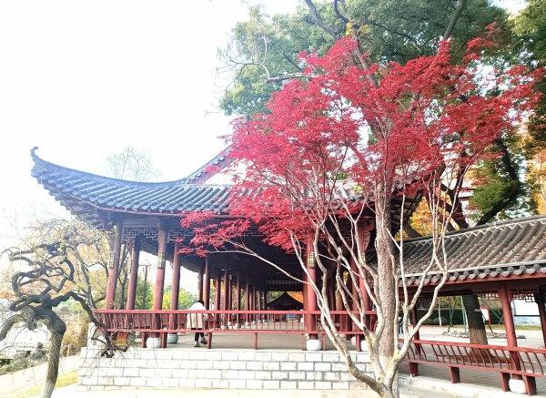 武汉各大公园“霜叶红于二月花”，市民赏枫要趁早