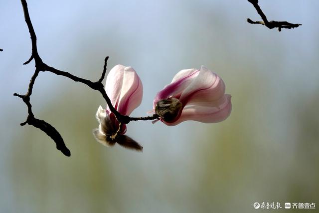 赏花正当时！趵突泉玉兰花开，与泉水共绘春色