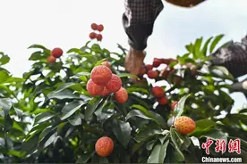 广州“仙进奉”荔枝进入采摘季图片