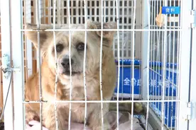 “免费领养宠物”真的不花钱吗？小心这些“坑”！律师提醒→图片