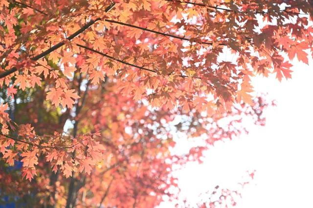 红了~红了，来宿城追“枫”！