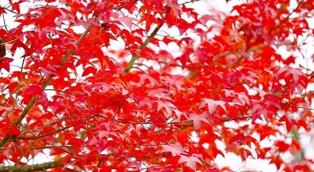 这个冬天，到贵州赴一场色彩之约