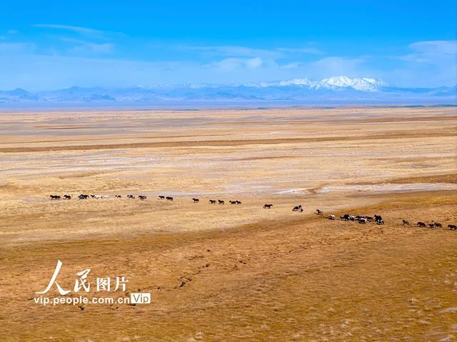 甘肃阿克塞：高原秋景入画来