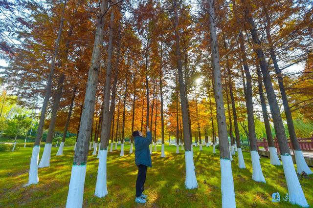 图说丨推窗见绿 四季赏景