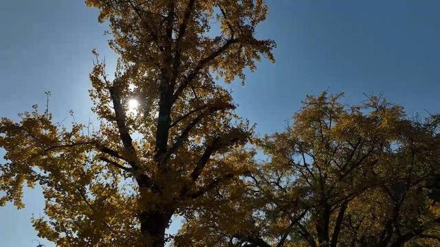 湖北长阳：初冬限定景致！817岁古樟见证1007岁雄银杏和547岁雌银杏的四季情书