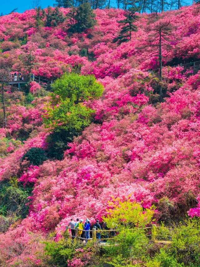 本地人都夸绝！五一黄陂玩法全攻略出炉！