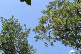 春季养生指南：顺应时节，焕发活力图片