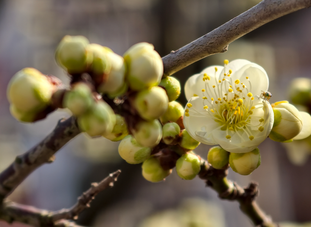 快冲！即将开遍日照！