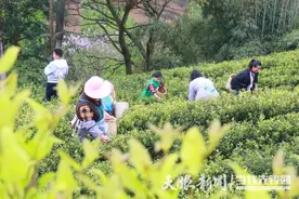 踏春寻茶，品茗赏艺！绥阳开启“新鲜”茶旅模式图片