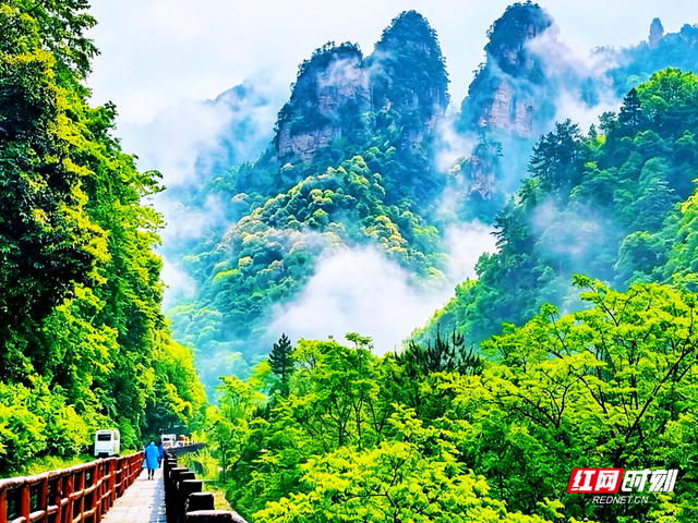 晴雨相间焕生机， 张家界十里画廊尽显山水灵秀