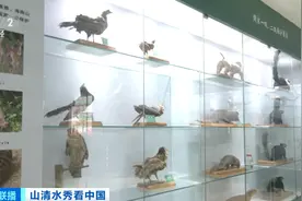 绿意盎然 在海南热带雨林探寻“万物共生”图片