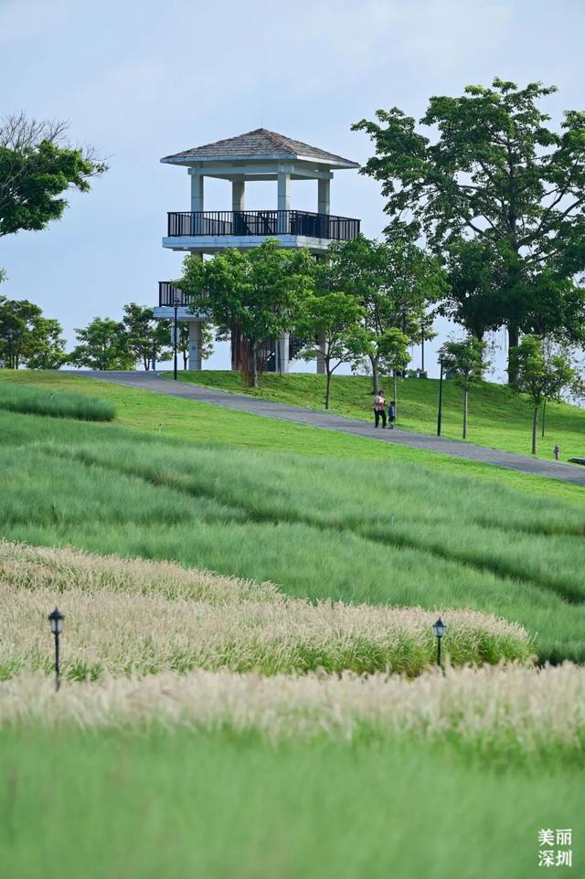 深圳「夏日草原」免费开放，随手拍出电影感！