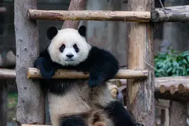 图集｜国际熊猫日：可爱国宝，萌动世界图片