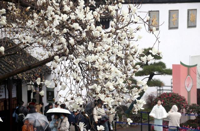江苏苏州：狮子林玉兰花开春意浓