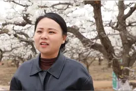 【成语邯郸 礼遇魏县】魏县：20万亩梨花竞相绽放 赏花经济展现新魅力图片