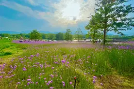 初夏浪漫溢出屏幕！武夷山的马鞭草花海成“治愈系”打卡地→图片