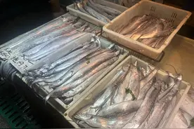 开海后，青岛海鲜市场卖咋样？图片