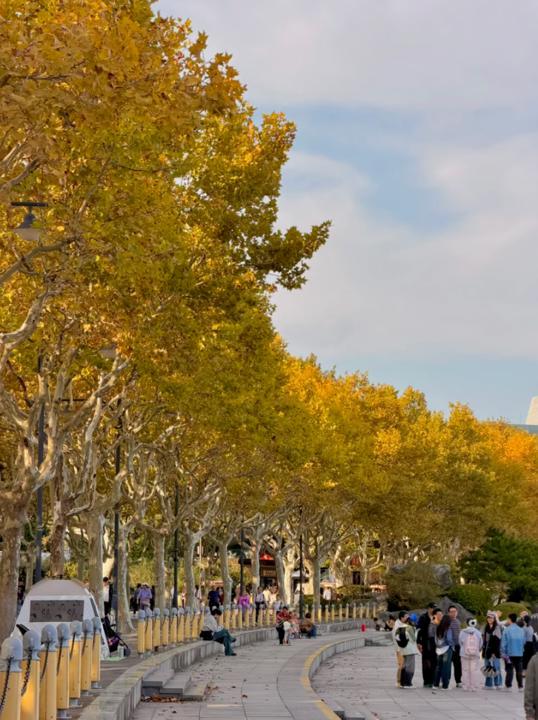 百米梧桐叠金，首波银杏泛黄！上海市中心免费秋日浪漫请查收→