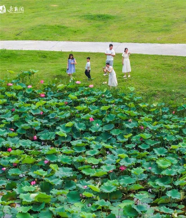 来宿城，打卡我“荷”你的浪漫