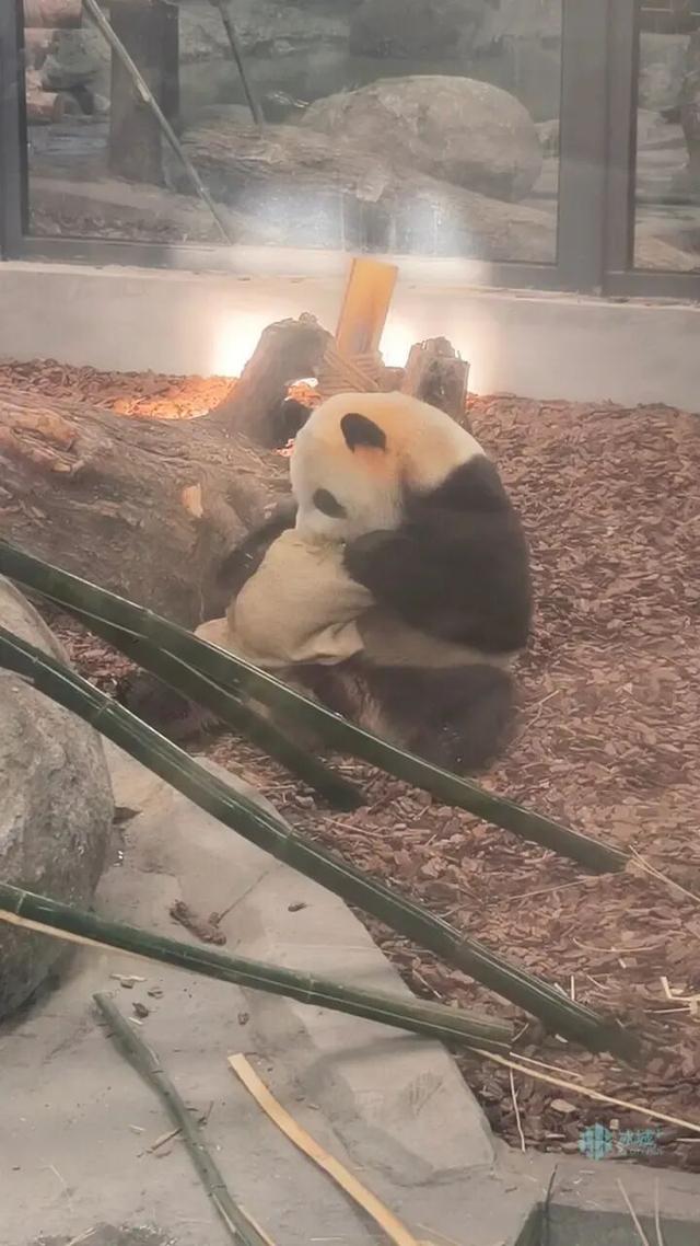冰雪+萌宠！太阳岛雪博会建设正酣，熊猫芝士芝麻成冬日顶流