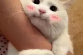 新路线！东莞“铲屎官”可以带猫猫乘车了！图片