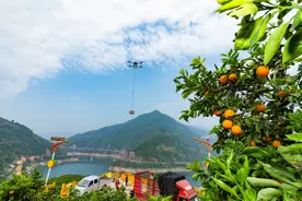 一支山区“飞手”服务队年运农产品80万吨——秭归无人机产业重构山区农业新图景图片